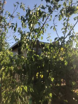 Apricot 