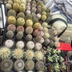 $3-5cactus And Succulents 