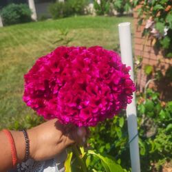 Semillas  A $5.00 La Bolsita