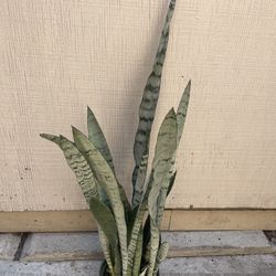 6” Sansiveria Spearmint 