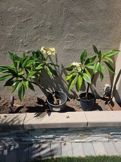 Plumeria.(3 Available)