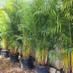 Gorgeous Arecas Palms For Inmediate Privacy!!! 8 Feet Tall!! Fertilized!!! Best Quality And Price!