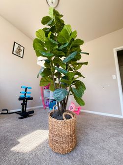 Fiddle leaf