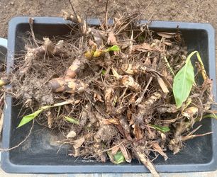 Canna Lily Bulbs, mixed colors - Yellow, Orange with Yellow, and Red