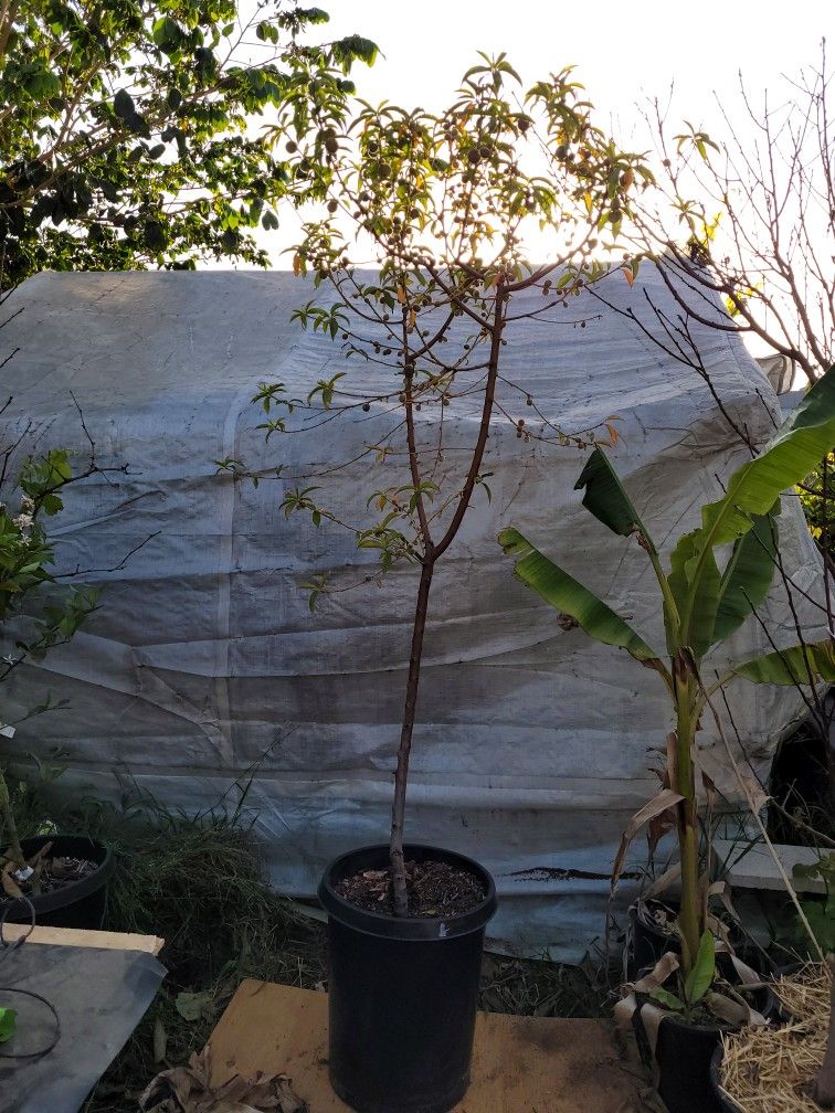 August Lady Peach Tree FULL Of Fruits