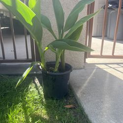 PLANT SALE 1 Gallon Canna Lily’s 