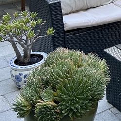 2 Large Potted Succulents 