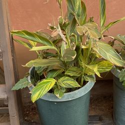 Plant