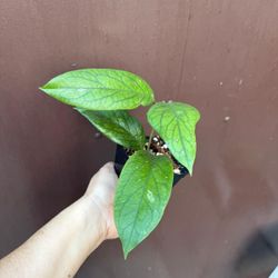 4 “ hoya vitellinoides