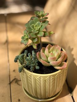 Mother’s Day gift/ succulent