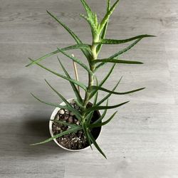 Plant(aloe Family)