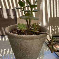 Succulent In Pot