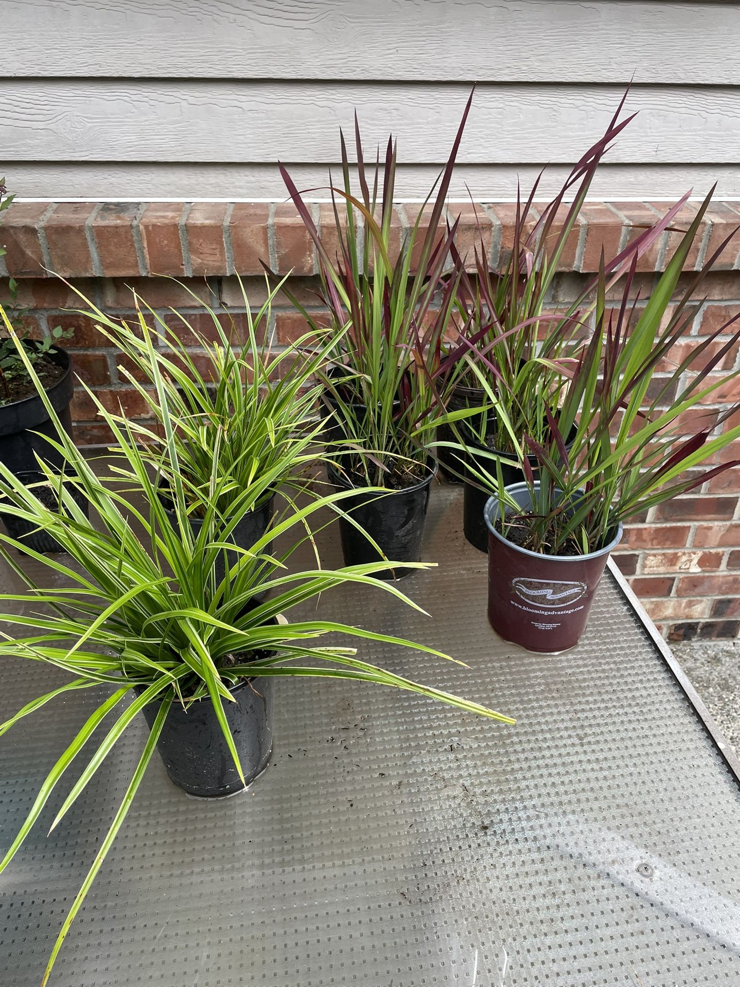 Two Types Of Decorative Garden Grasses/Plants