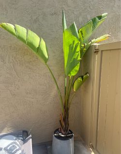 Large Bird of Paradise Indoor/Outdoor Plant