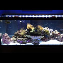 Complete Salt Water Tank Set Up