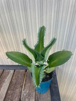 Kalanchoe Succulent Plant