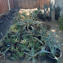 More Than 100 Plants. Drought Tolerant Plants