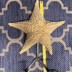 Unique starfish towel holder