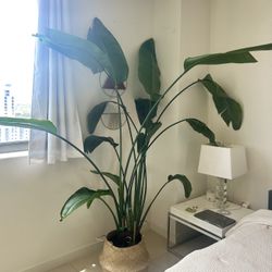 Bird of Paradise Plant 7’