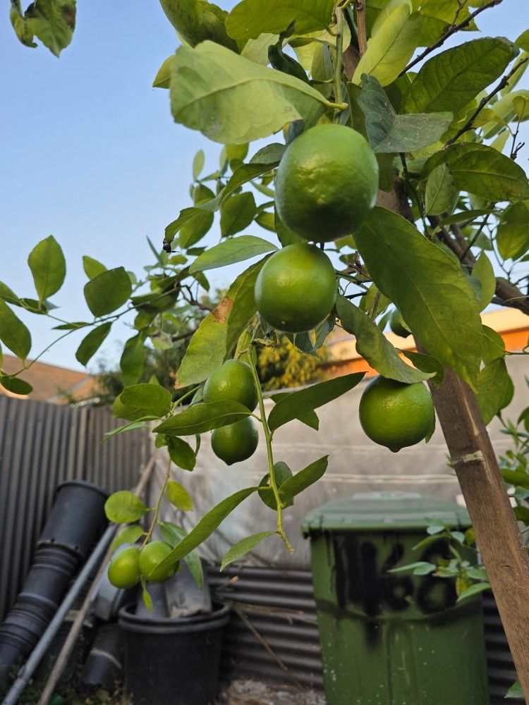 Arbol De Limon Persa 7' Pies  Sin Semilla