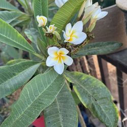 Plumeria Tree Rooted