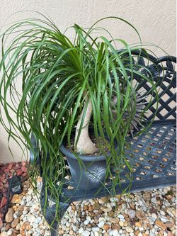 Beautiful Ponytail Palm