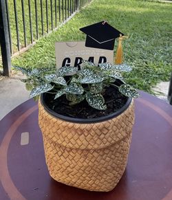 White Polka Dot Plant $15