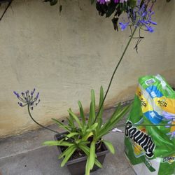 Plant