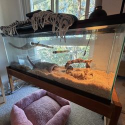 Corn Snake And Full Tank Setup. 