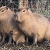 capybara_fan193