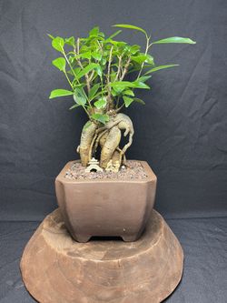 Ficus Ginseng Bonsai Tree In Unglazed Zisha Pot($60)