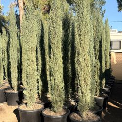Italian Cypress 20 Gallons 7-9 Feet Tall 