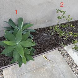 Plants and Succulents (in ground) 