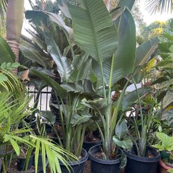 Bird Of Paradise $75 each