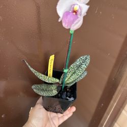 4” lady slipper orchid