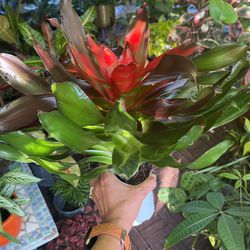 Neoregelia Bromeliad Plant  Thumbnail
