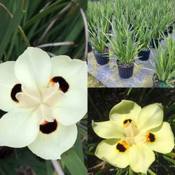 Walking Yellow Iris 3gal 
