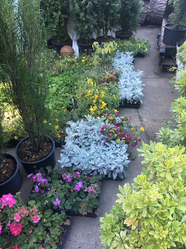 Plants read caption for Sale in Vancouver, WA OfferUp