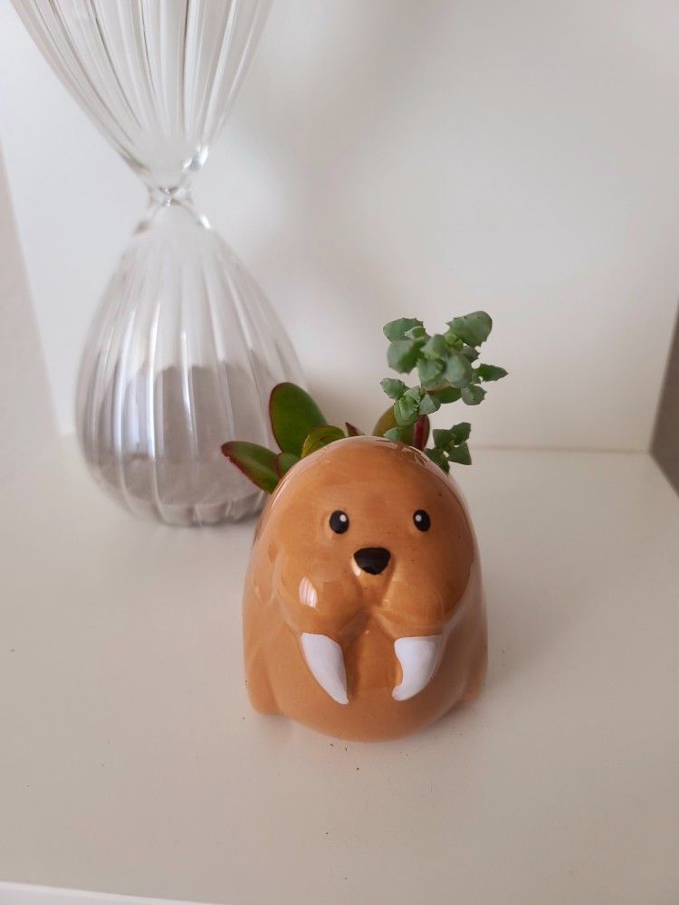Walrus Ceramic Pot with Live Succulents