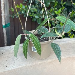 Hoya Maorophylia Albomarginata “6 Inch Pot