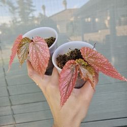 Begonia Benigo/Pink Spot Plants