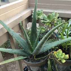 Aloe Plant
