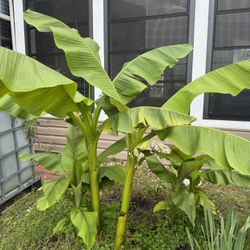 Healthy Banana Plants