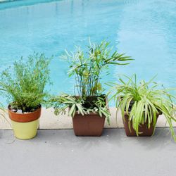 Five Pots Of Plants