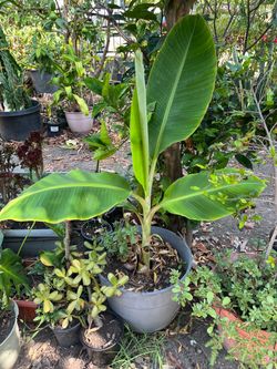 Thai Banana Plant Tree