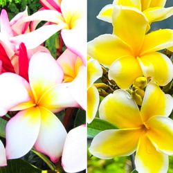 Plumerias Pink White Yellow Flowers 🌺🌿