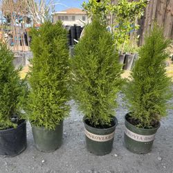 Lemon Cypresses $30 each  