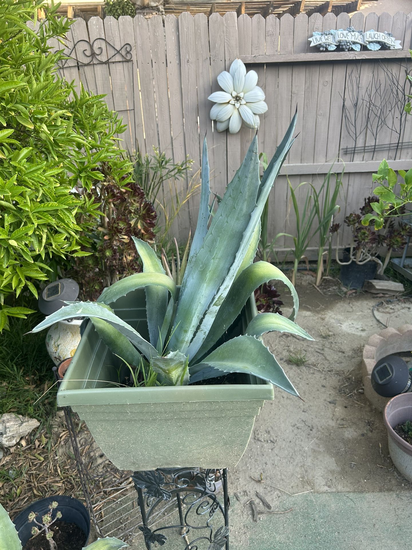 AGAVE CENTURY PLANT,All Products : American Fashion Style Bags On Sale