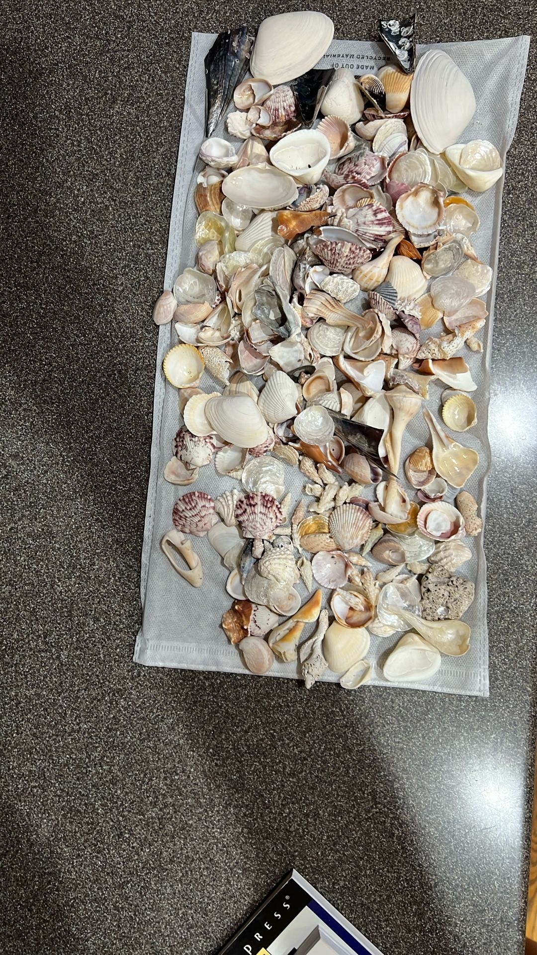 Seashells