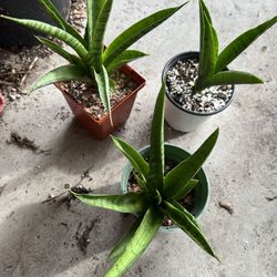 Sansevieria